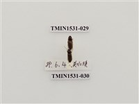 藏品(叩頭蟲科)的圖片